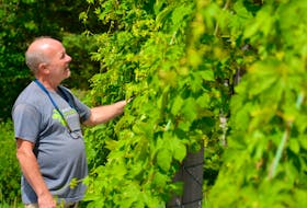 Alan Bailey, co-owner of Meander River Farm & Brewery stands next to some of the hop plants that still grow on the property. The farm used to focus on growing their own hops but have scaled back to focus on production.