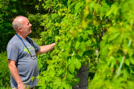 SUMMER SUDS -  From farm to bottle: Sourcing local hops a challenge for Annapolis Valley brewers