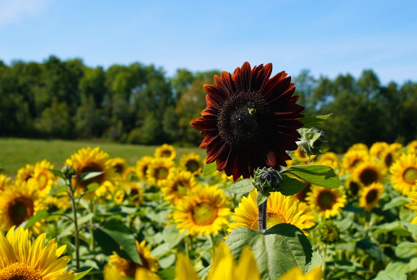 Jen Wilson took this photo of Big Red when it first bloomed. When she returned to its location in the sunflower maze on Sept. 17 to take photos of secondary blooms, she discovered someone had stolen it.