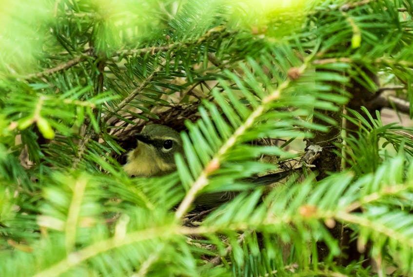 This Magnolia Warbler, a migratory bird, was spotted on its nest in balsam fir branches at the Corbett Lake forest that was under harvest prescription by the provincial government. Biologist Scott Leslie, who has been to the site four times in the past week, said his wife discovered to nesting bird late on June 13. On June 14 Lands and Forestry Minister Iain Rankin halted the harvest citing concerns about possible species at risk sighted in the area. The department will investigate. He said there is no timeline on the investigation. - Leslie Photo