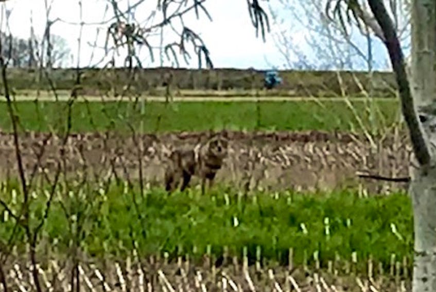 This photo shows a watchful coyote on dykeland near Cherry Lane in Wolfville.