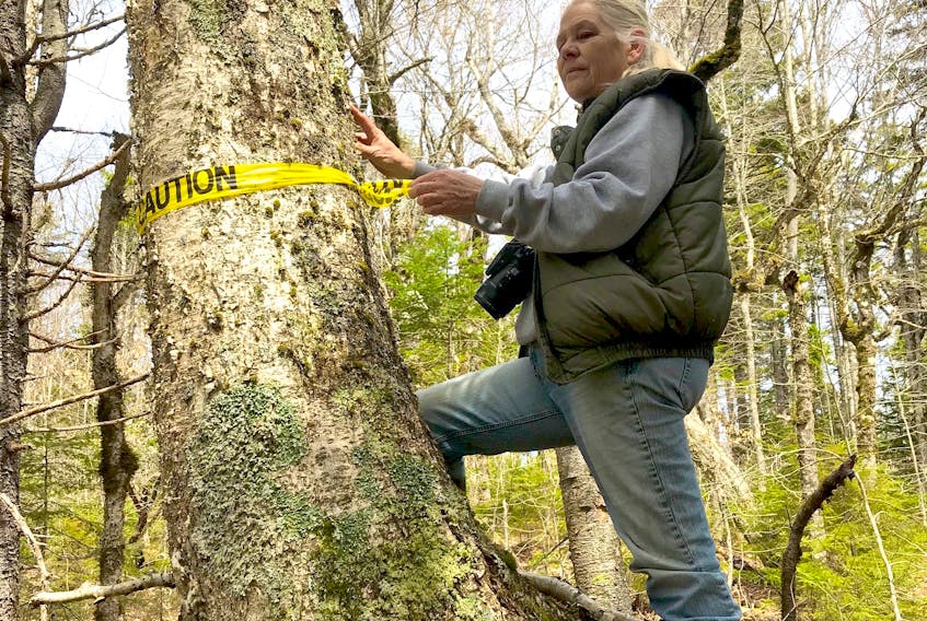 Annapolis County resident Sue Skipton puts caution tape around a tree so WestFor might not cut it down when it returns to harvest the forest between Corbett and Dalhousie lakes south of Bridgetown. WestFor has the licence to cut the trees but Annapolis County is asking the province to turn the 80 hectares over to the municipality so it can develop a climate forest.