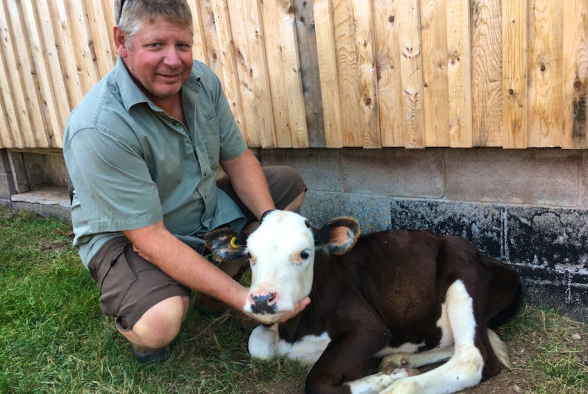 Dave Bowlby gives a calf in the petting zoo at Dempsey Corner Orchards a scratch under the chin.