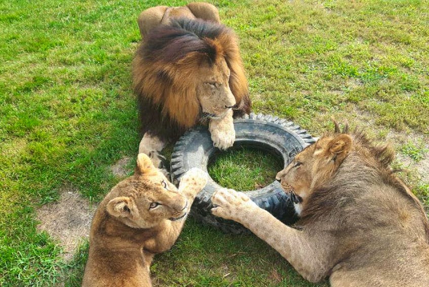 Zookeeper Maria Weinberg snapped this photo of Obi playing with his cubs, Nnenne and Hunter, at Oaklawn Farm Zoo.