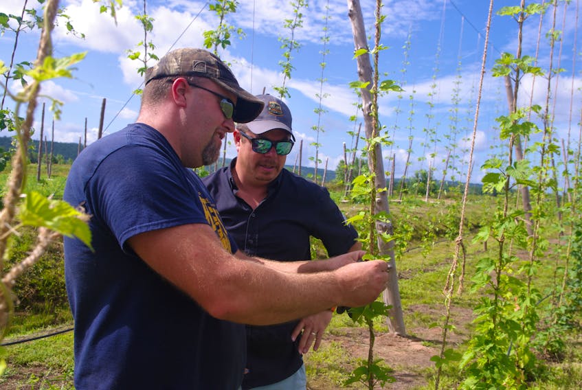 Joel Riley of Hamiltons Hop Yard, and Danny McClair of Annapolis Brewing Company discuss hops during a tour of the new farm in Tupperville. McClair and partner Paul St Laurent plan to use Hamilton hops in their brews.