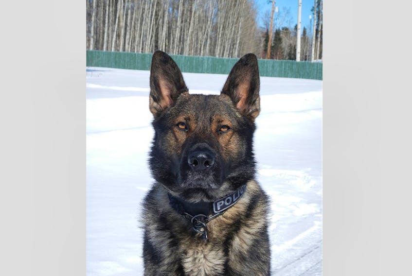 Police service dog Charlie is celebrating his retirement from the RCMP after seven years of service. For the past three years, he has been posted in Happy Valley-Goose Bay with his partner, Cpl. Jason Muzzerall.