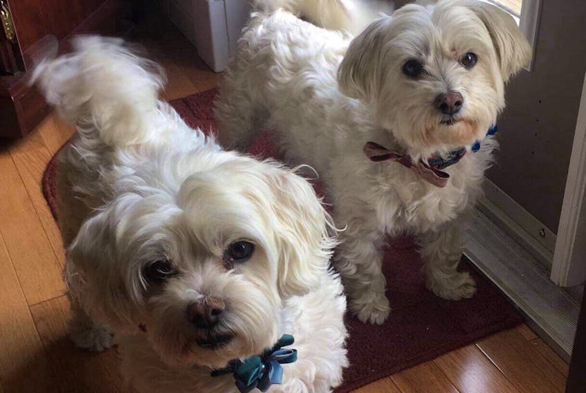 Betty Collins-Menne’s dogs – Pixie on the left and Cicie on the right. Cicie was attacked by an owl on Jan. 21. Because of her injuries, she was euthanized the next day.