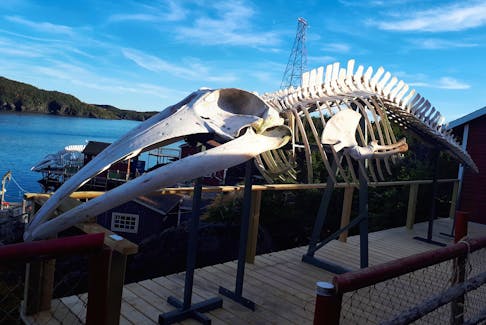The Prime Berth Twillingate Fishery and Heritage Centre features two sei whale skeletons on display. Photo courtesy of David Boyd