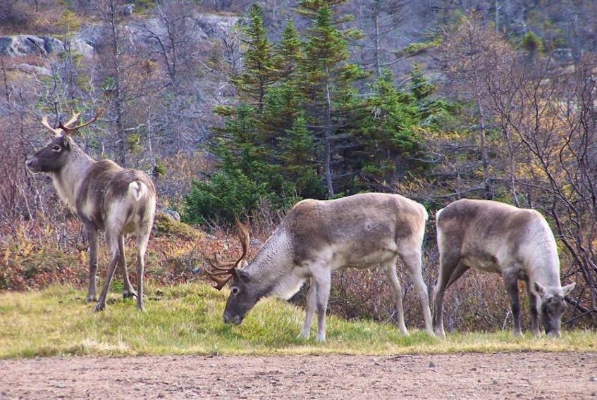 In the span of two years, the Fogo Island caribou herd has declined by nearly 40 per cent. A 2017 survey suggests there are 215 caribou left on the island. 