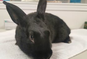 Orville Flushy III, the abandoned bunny found in a men's washroom at the Halifax Central Library, is now in the care of the Nova Scotia SPCA, awaiting either its owner to come forward or a chance to find him a new home. - Nova Scotia SPCA