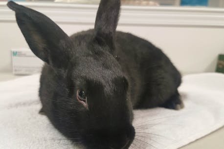 Unexpected turn on the bunny trail: abandoned rabbit found at Halifax library