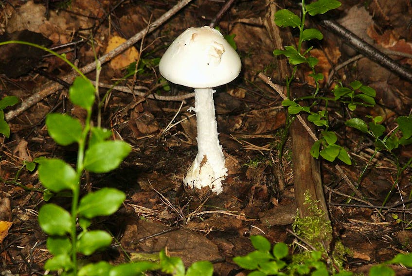 The destroying angel is one of the most poisonous mushrooms found in Nova Scotia. Dr. Bruce Gray, who taught plant pathology and mycology at the Nova Scotia Agricultural College, will be sharing information on mushrooms found in the local area.