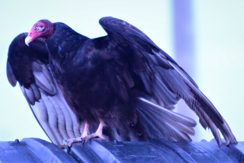 This turkey vulture was spotted on Baker Drive in Dartmouth, N.S., last week.  Brenda MacDonald said she had never seen one before