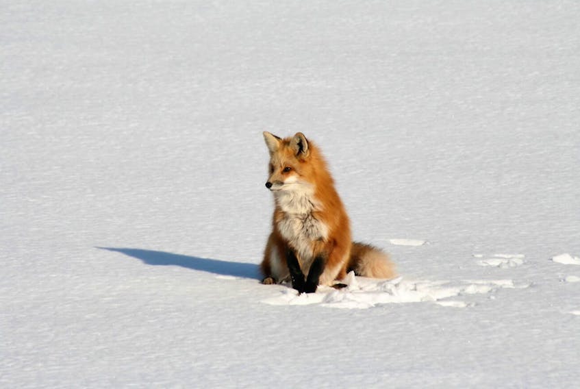 Brian Adams says this beautiful fox comes around his Lot 16, P.E.I., home on a regular basis.