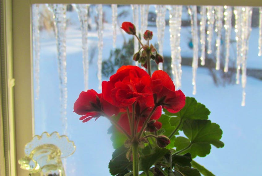 Mount Uniacke's Josephine Burns's geraniums are ready to go outside, but Mother Nature has other plans.
