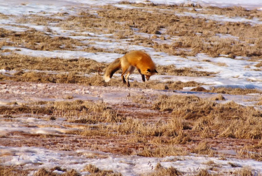 Susan McLean watched as this beautiful red fox pinpointed field mice buried beneath the icy crust of snow in Darnley, P.E.I.