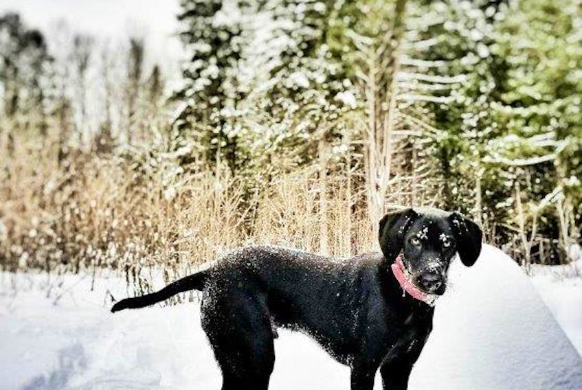 Whiskey, out enjoying a lovely, late winter snowfall in Flatlands,  N.B.  We should all learn to embrace winter like Whiskey does. -  Alsa Irving