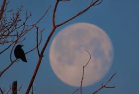 No murder here, only one solitary crow backlit by a stunning full moon.  This creative photo is the work of Judy LeBlanc-Brennan. Taken in Florence, Cape Breton.