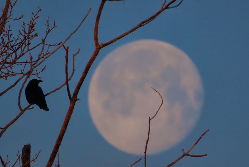 No murder here, only one solitary crow backlit by a stunning full moon.  This creative photo is the work of Judy LeBlanc-Brennan. Taken in Florence, Cape Breton.