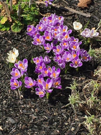 It looks like spring is settling in nicely in Port Williams, N.S. Connie Millett sent this photo of some newly sprouted spring flowers when she was out and about last week.  She wrote: "... the temperature was about 15 degrees.  The bees were buzzing around them so I had to be careful." Thank you for sharing, Connie.