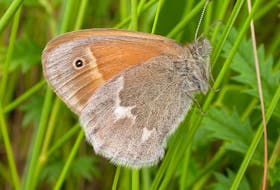 The Nature Conservancy of Canada has identified 308 plants and animals found only in Canada. Among them is the tiny maritime ringlet butterfly, restricted to the East Coast. - Colin Jones / NCC