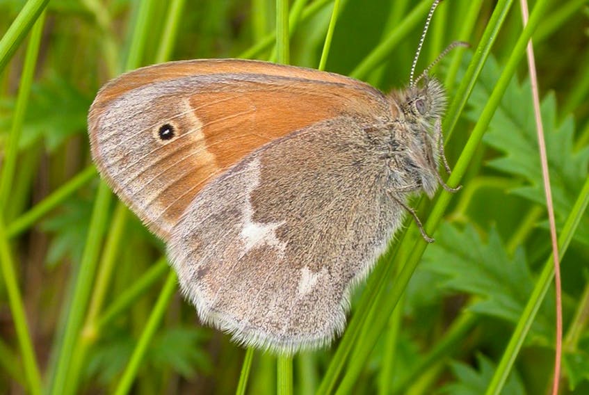 The Nature Conservancy of Canada has identified 308 plants and animals found only in Canada. Among them is the tiny maritime ringlet butterfly, restricted to the East Coast. - Colin Jones / NCC