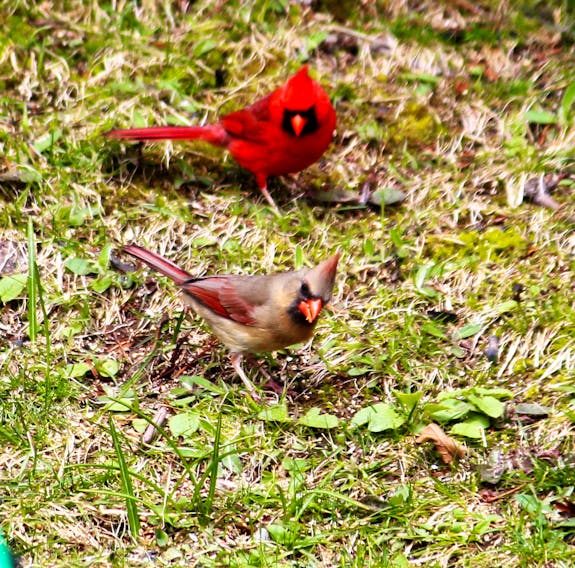 The song of the cardinal can be heard echoing throughout our neighbourhoods at this time of the year, but we don’t always get a good look at the gorgeous birds.  That was not the case for Bryan Parks; Mr. & Mrs. Cardinal stopped in for a quick Mother’s Day visit at his home in Waverly NS.  Bryan says: “it’s really tough to get a cardinal picture individually so I felt quite privileged and lucky to get shot of the pair together.” Thank you for sharing the photo, Bryan.