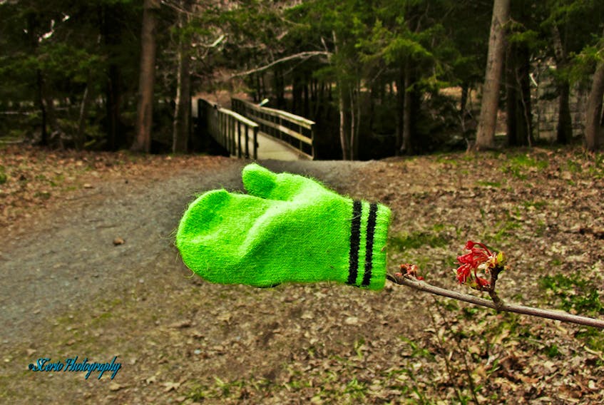 Sylvie Theriault says “You know it's still cold out there when a tree branch has to wear a mitten!” Sylvie snapped this photo last week in Dartmouth, Nova Scotia's Shubie Park. You might want to dig out two mittens if you’re planning a stroll today. The wind is raw and temperatures are close to 10 degrees below normal for mid-May.