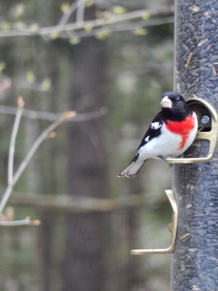 I love to watch the birds frolic around the feeders in the spring. Terry Pearson also keeps a close watch on the comings and goings in his yard near Wolfville, N.S.  Late last week, he spotted this gorgeous rose-breasted grosbeak. Terry says this year’s first sighting was on May 15.