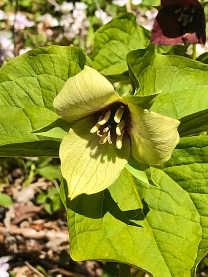 It's been a difficult spring but now that the nicer weather is here, many of us are taking to the trails for some fresh air. Philip Capstick was out for a stroll on the Cape Split Trail when he came across this unique yellow trillium. This beauty caught Philip's eye as it was surrounded by a sea of more common burgundy trilliums. You'll find the Cape Split hiking trail on the beautiful Bay of Fundy near Scots Bay NS. It's a challenging hike, but the reward is well worth it!