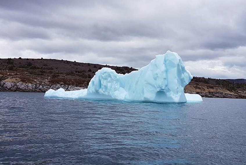 Do you see the Lion? What a spring for icebergs in Newfoundland! Sherry Squires-Murphy spotted this one just off Lead Cove in Trinity Bay last Saturday. She was home for her Dads 80th Birthday and he took her out in a boat to see the icebergs!  What a lovely way to spend such a special day.