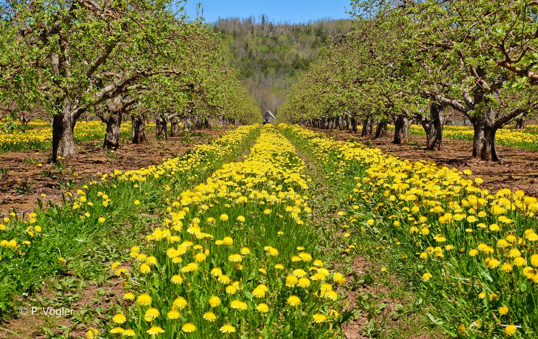 This beautiful photo is so welcoming; it makes me want to go for a stroll.  Phil Vogler was out and about last weekend when he came across this apple orchard along highway #221 near Grafton NS.  He has noticed that the blossoms are late this year: “I would say that they are at least a week behind the last few seasons.  We do however have lots of dandelions for the bees.”  With more warm weather on the way, the apple blossoms will soon pop, transforming the Annapolis Valley into a feast for the eyes and the nose.