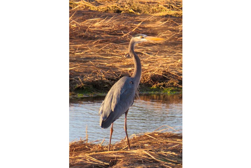 Michele Lawlor spotted this great blue heron near Stratford, P.E.I.