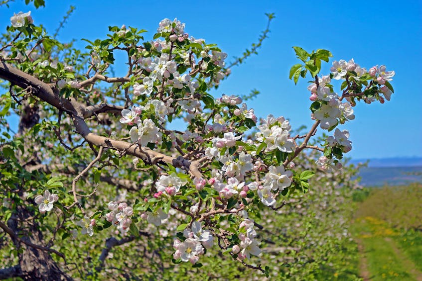 What’s better than the taste of a locally grown Gravenstein apple?  The delicate aroma that wafts through the spring air when thousands of delicate blossoms cover the branches.  Reg Huntley took this enchanting photo in Johnson's Stonehenge Farm in Nicholsville, NS.  He describes the scent as mesmerizing.