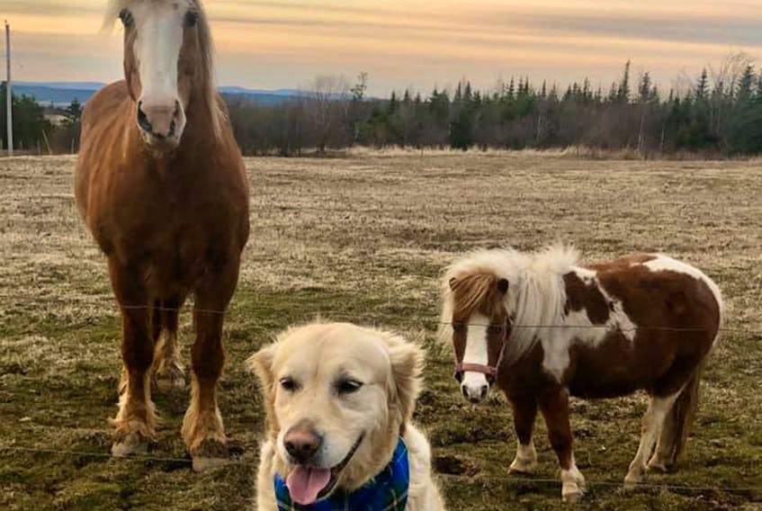 May 4  NS - photo-crop 
These days we could all use a smile, and this did it for me.

The caption for this lovely photo taken by Philip Capstick read “These Scot’s Bay ladies are wishing you a good day …”  

Meet the ladies:  Lizzie the mare, Miley the mini and the handsome puppy is Li’l Ann.   I dare you not to smile.