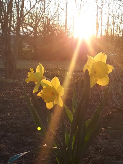 We've been hearing the word resilience a lot lately. Nature leads by example when it comes to resilience, especially here on the east coast. Despite the often harsh conditions, spring flowers somehow find a way to bust into bloom and brighten our days.  Mary Sanford was walking through her garden in Burlington, Hants County NS when she noticed the long rays of the late day sun beaming through her daffodils. Thank you for sharing this stunning photo, Mary.