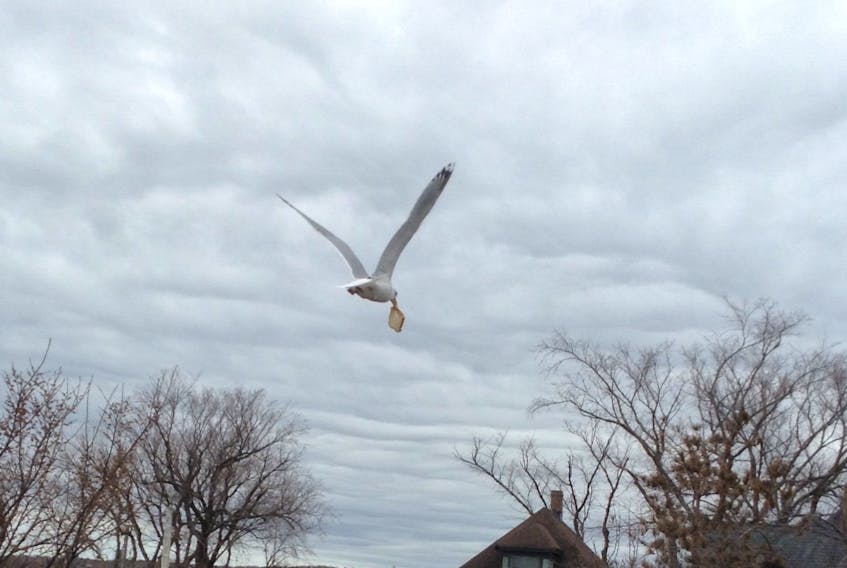 Heads up! If you plan on having your lunch outdoors in Sydney NS.  Renolda Head watched as this seagull made off with someone's sandwich! No word on whether he came back for dessert.