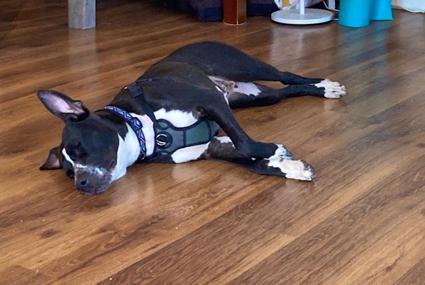 A Cow Bay man who agreed to foster a pit bull named Zebra through Fly With Me Animal Rescue says the animal wouldn't stop trying to attack him.