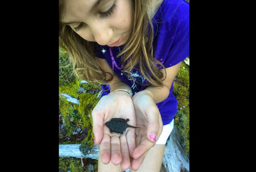 Haley Corkum holds a little turtle that was found in a mud puddle near her home in Chester Grant. She and her grandmother Maryann Millett took the small turtle to the nearby river.