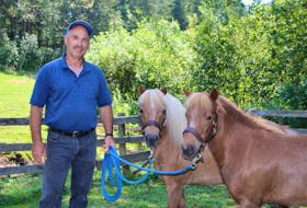 Bernie Hodgson will be showing his miniature horses Whistler and Red at the Hub Town Show in Bible Hill. He showed draft horses in the past.