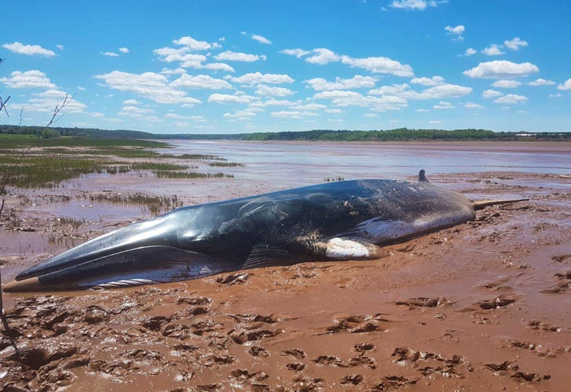 A Minke whale washed up in the Clifton area early Sunday morning. A responder from the Marine Animal Response Society was soon on site but the animal had already died.
-MARINE ANIMAL RESPONSE SOCIETY