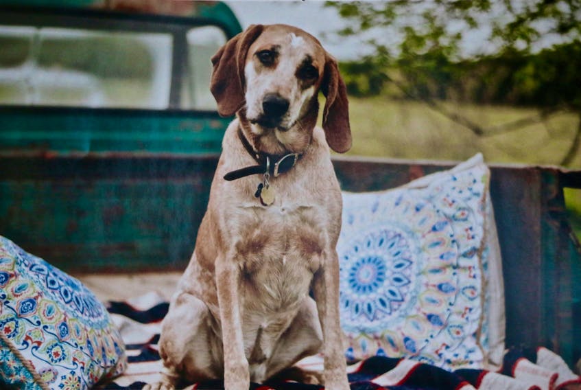 Miss Myrtle Mae is one of the animals featured in the 2019 Global Pets calendar. The redtick coonhound mix lives in Belmont.
MOUNTAIN PRIMITIVE PHOTOGRAPHY