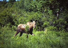 An endangered mainland moose leaps into action after being spotted by Bob Bancroft near Alma, Pictou County, 20 years ago.