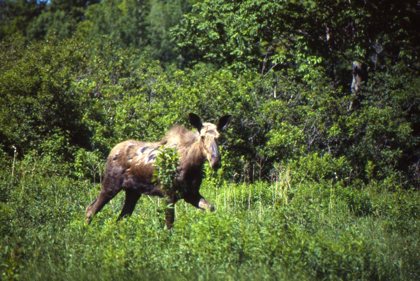 An endangered mainland moose leaps into action after being spotted by Bob Bancroft near Alma, Pictou County, 20 years ago.