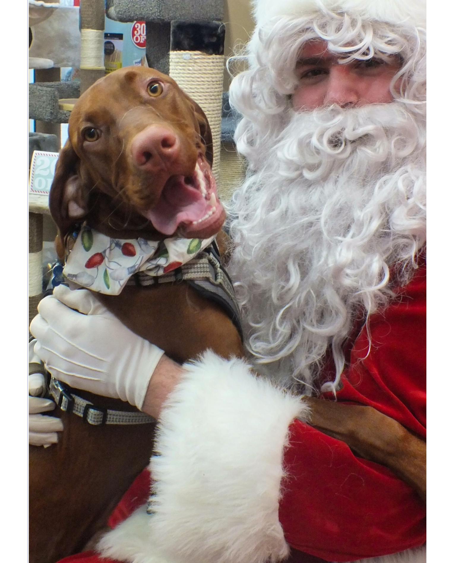 Carolyn Langley sent this adorable photo. She wrote, "Last year Sherlock was so excited to meet Santa, and tell him how good he had been, unfortunately this year he’ll have to send in his wish list by Paw Mail. Sherlock is a Hungarian Vizsla, who lives with his folks Carolyn and Russ in Port Hawkesbury. We want to wish everyone a very merry and safe holiday."