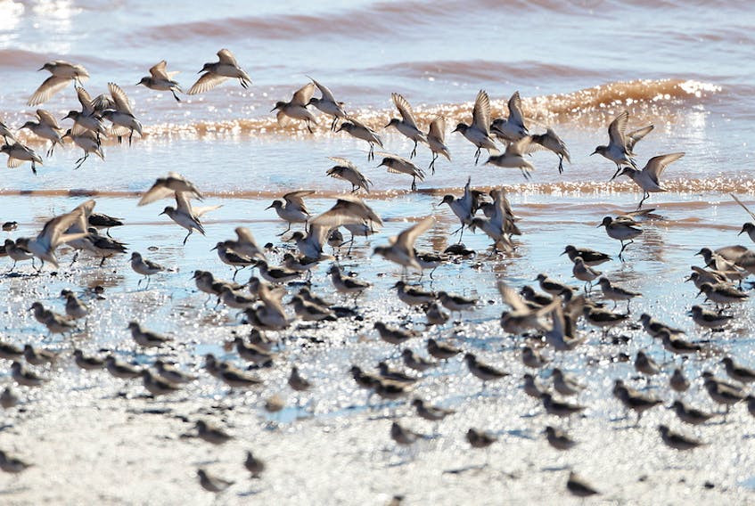 Semipalmated sandpipers flock to the mudflats at Johnson’s Mills, N.B. The Nature Conservancy of Canada is hoping to bring World Hemisphere Shorebird Reserve Network designation to the mudflats of the Cumberland Basin near Minudie and to the Cobequid Bay near Truro.
