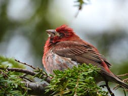 Regurgitated food, difficulty swallowing and lethargy were the tell-tale signs of Trichomonosis in this male purple finch which was filmed and photographed in Cape Breton on June 14, 2019.
