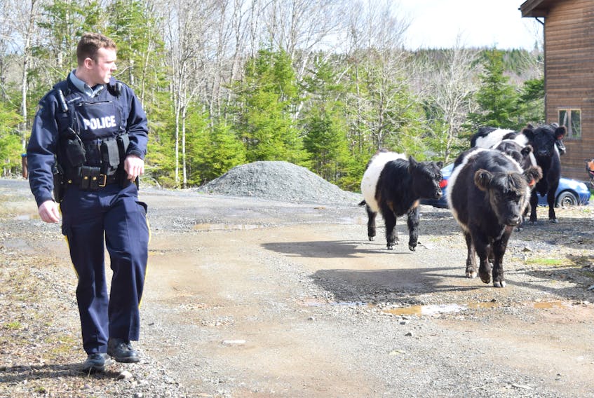 Const. Blake Thornley keeps a close eye on some Belted Galloway cattle that escaped from their Lansdowne home and walked about 4 km.