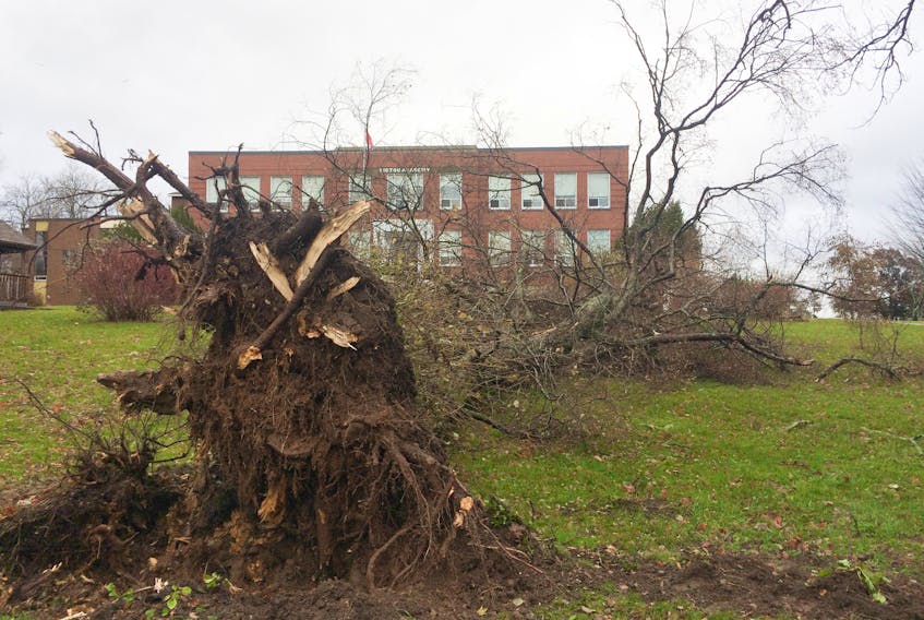 A tree blew down on the property of the former Pictou Academy.