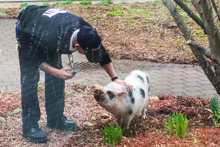 This pig made an appearance on Wednesday at the NSCC Campus in Stellarton.